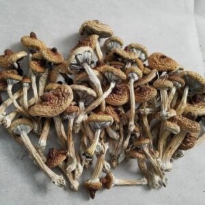 B+ Magic mushrooms