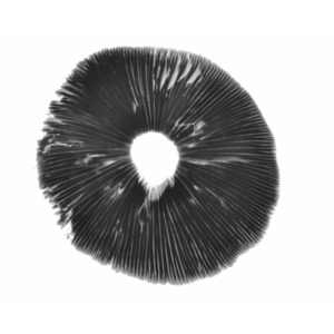 Spore Print Malaba Coast